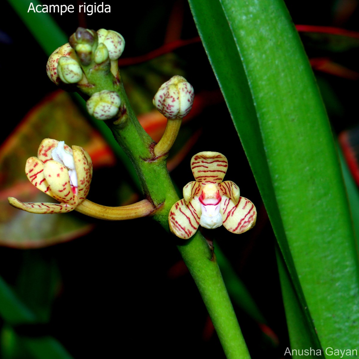 Acampe praemorsa (Roxb.) Blatt. & McCann